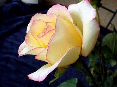 Ad:  silver43.jpg
Gsterim: 201
Boyut:  30.4 KB