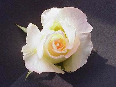 Ad:  silver41.jpg
Gsterim: 191
Boyut:  29.0 KB