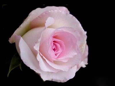 Ad:  silver36.jpg
Gsterim: 194
Boyut:  21.2 KB