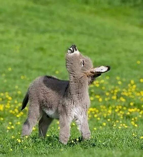 Ad:  14572764_380309158978970_5753210101559521327_n.jpg
Gsterim: 636
Boyut:  45.1 KB