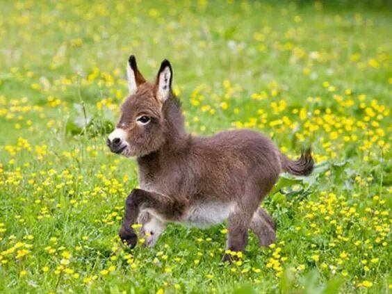 Ad:  14915248_380309118978974_4548743482007577940_n.jpg
Gsterim: 254
Boyut:  44.1 KB