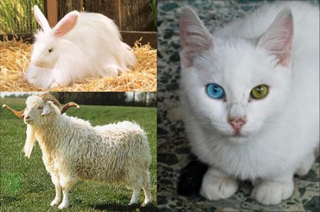 Ad: ankara hayvanları.jpg
Gösterim: 4499
Boyut: 56.4 KB