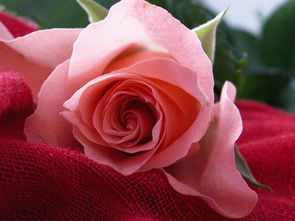 Ad:  rose.jpg
Gsterim: 289
Boyut:  33.9 KB