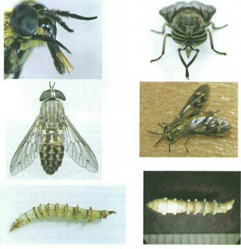 Ad:  at sinei.jpg
Gsterim: 2157
Boyut:  32.6 KB