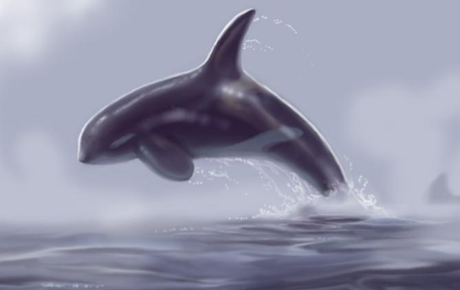 Ad:  In_the_Mist__Orca.jpg
Gsterim: 203
Boyut:  15.9 KB