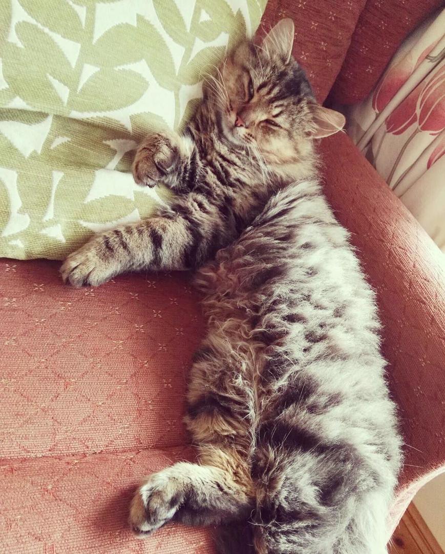 Ad:  kedi msevylynch.jpg
Gsterim: 317
Boyut:  183.7 KB