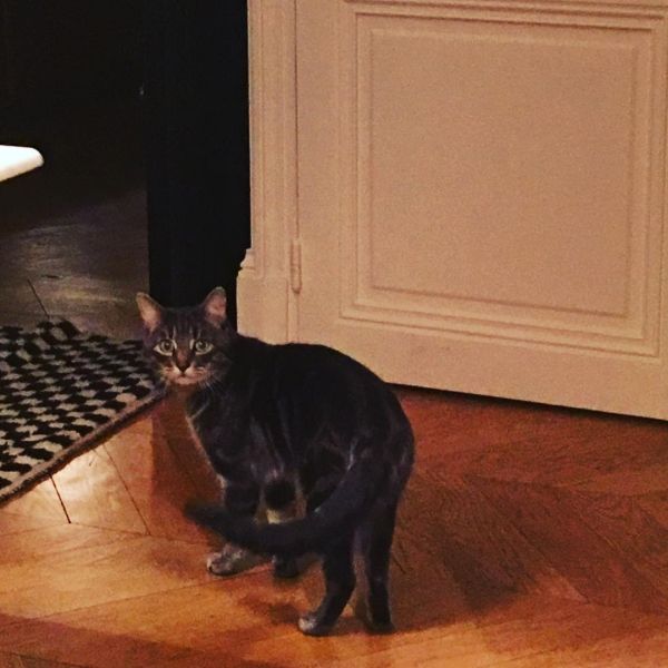 Ad:  kedi laura_smet_.jpg
Gsterim: 339
Boyut:  45.3 KB