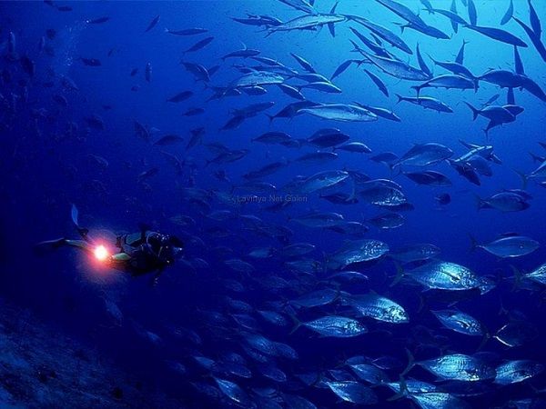 Ad:  okyanus.JPG
Gsterim: 992
Boyut:  46.1 KB