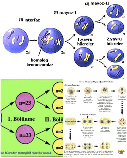 Ad:  Meyoz Blnme.jpg
Gsterim: 5442
Boyut:  58.0 KB