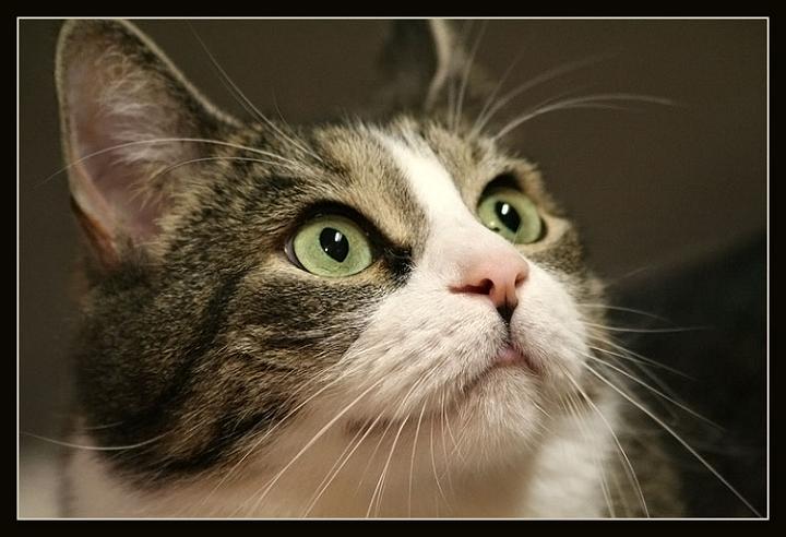 Ad:  chattl2.jpg
Gsterim: 423
Boyut:  50.4 KB