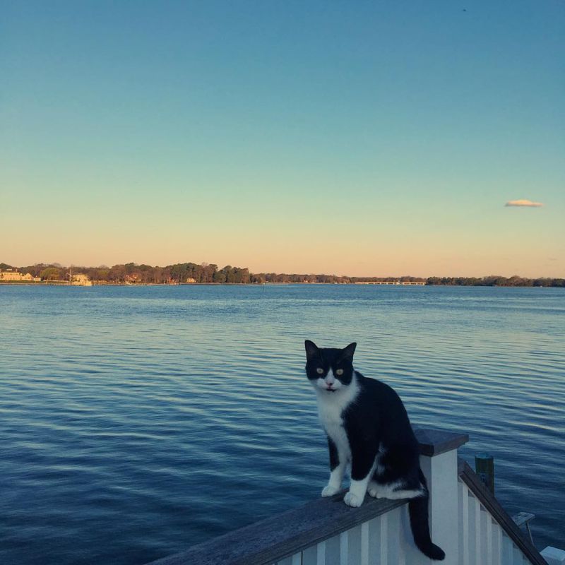 Ad:  minno kedicik maggierogers.jpg
Gsterim: 262
Boyut:  66.8 KB