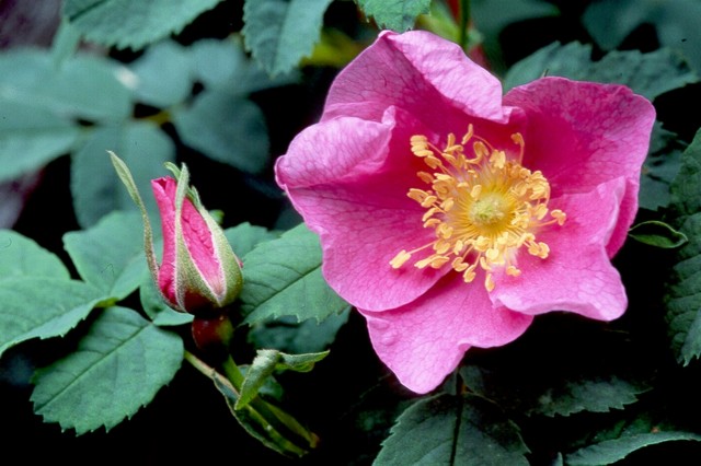 Ad:  T%20156%20Wood%20Rose.jpg
Gsterim: 301
Boyut:  69.2 KB