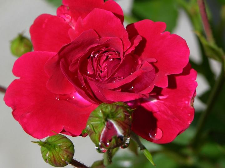 Ad:  tn_red_rose.jpg
Gsterim: 272
Boyut:  41.4 KB