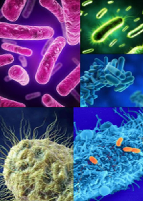 Ad:  Bakteriler-9.jpg
Gsterim: 4457
Boyut:  59.8 KB