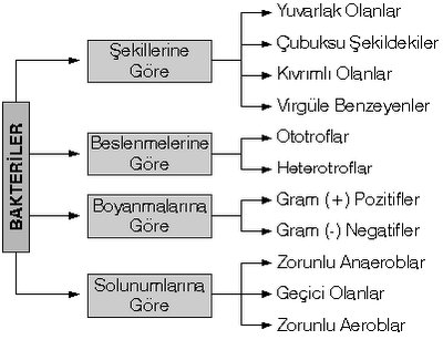 Alntdaki Ek 58190