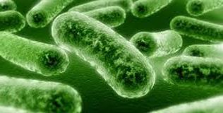 Ad:  Bakterilerin yararlar.jpg
Gsterim: 3692
Boyut:  12.3 KB