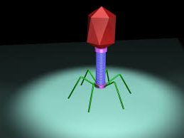 Ad: Bakteriyofaj.jpg
Gösterim: 2376
Boyut: 4.7 KB