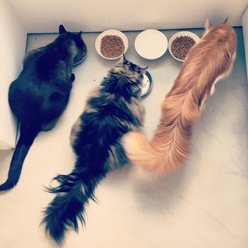 Ad:  ackan kediler iiswhoiis.jpg
Gsterim: 401
Boyut:  33.4 KB