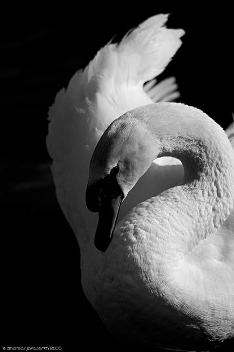 Ad:  tragedy_by_fade_out.jpg
Gsterim: 360
Boyut:  41.7 KB