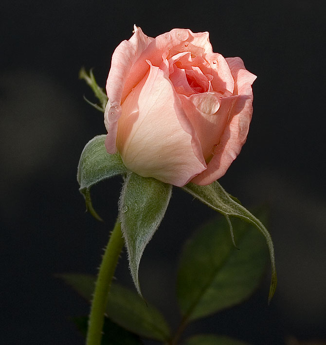 Ad:  rose_2.jpg
Gsterim: 426
Boyut:  67.8 KB