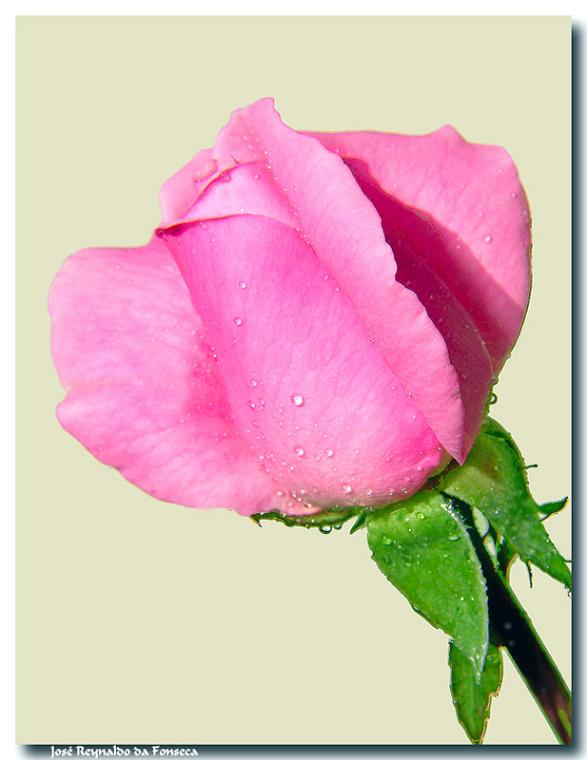 Ad:  rosa_131105__4.jpg
Gsterim: 380
Boyut:  41.5 KB