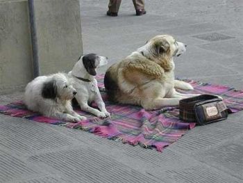 Ad:  sadaka222.jpg
Gsterim: 499
Boyut:  19.1 KB