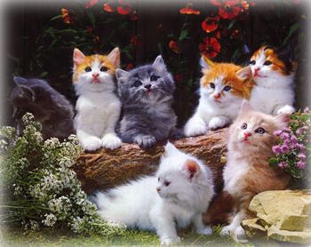 Ad: Kediler.jpg
Gösterim: 3925
Boyut: 36.2 KB