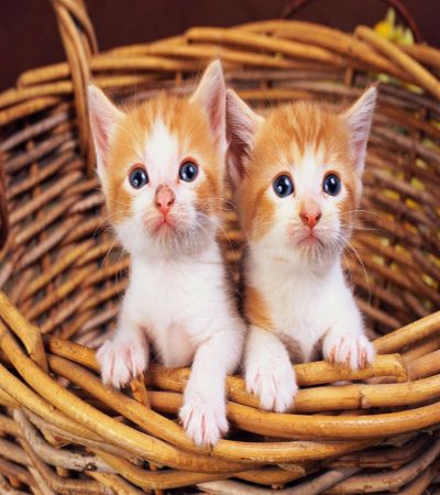 Ad:  kedi.jpg
Gsterim: 1017
Boyut:  37.8 KB