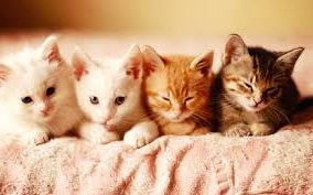 Ad:  kedi-2.jpg
Gsterim: 625
Boyut:  11.8 KB