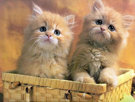 Ad:  kedi-4.jpg
Gsterim: 803
Boyut:  55.4 KB