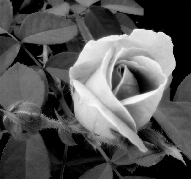 Ad:  Soft_by_Lazulyte.jpg
Gsterim: 302
Boyut:  44.3 KB