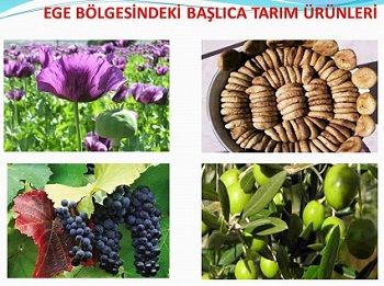 Ad: ege-bolgesinde-tarim1.JPG
Gösterim: 10274
Boyut: 33.1 KB