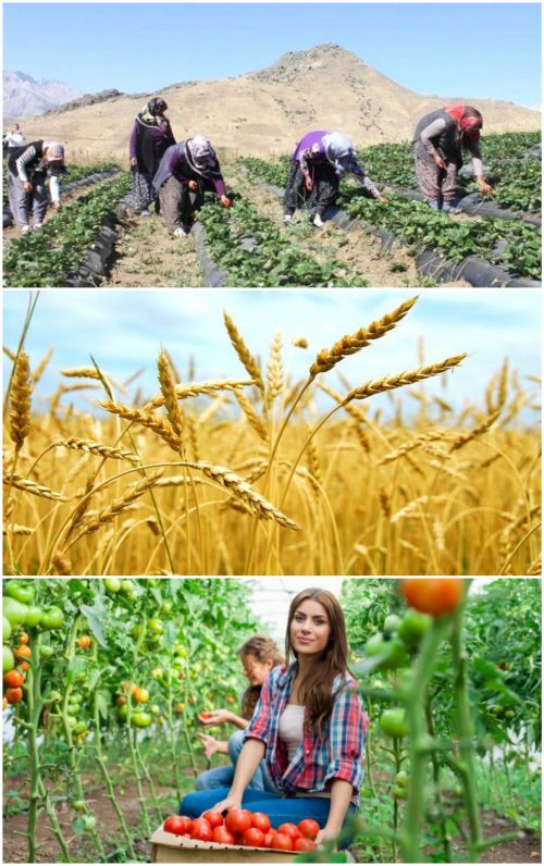 Ad:  bitkisel retim35.jpg
Gsterim: 1039
Boyut:  96.3 KB