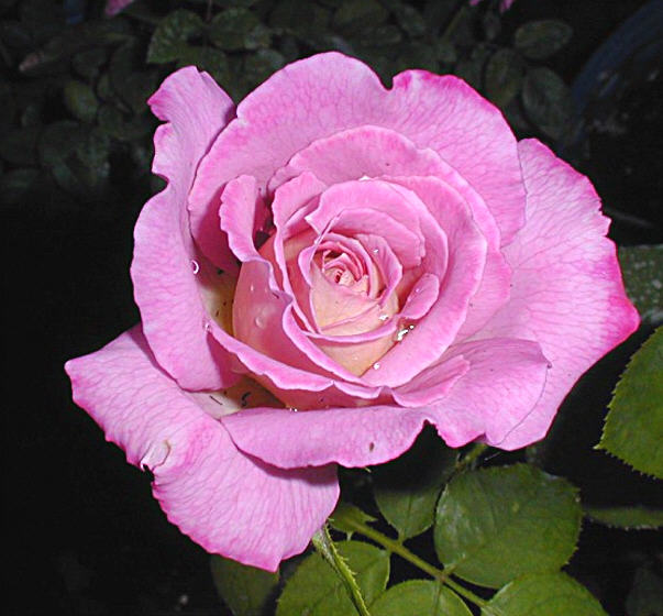 Ad:  roses0185.jpg
Gsterim: 271
Boyut:  60.3 KB