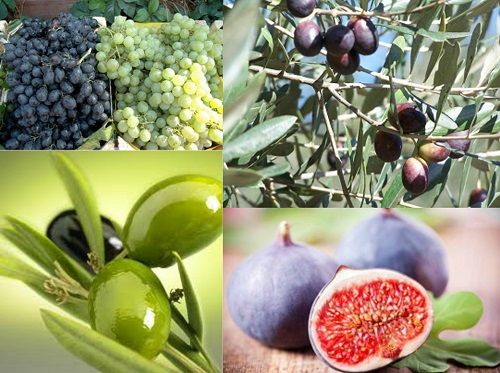 Ad: ege-tarim-urunleri.JPG
Gösterim: 32112
Boyut: 51.2 KB