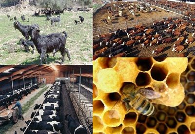 Ad: Hayvancılık.JPG
Gösterim: 7086
Boyut: 40.8 KB