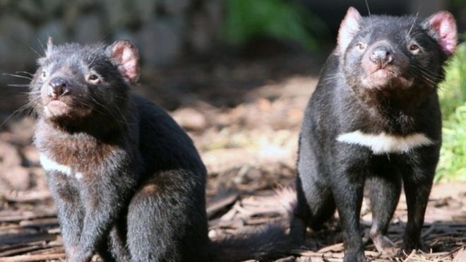 Ad: _91966569_tazmanya.jpg
Gösterim: 346
Boyut: 42.1 KB