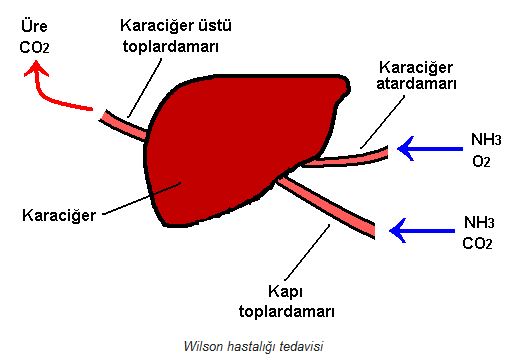Ad:  wils.JPG
Gsterim: 1643
Boyut:  30.3 KB