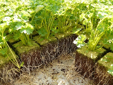 Ad: maydonoz.jpg
Gösterim: 4965
Boyut: 90.0 KB