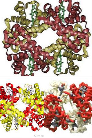 Ad:  Hemoglabin.jpg
Gsterim: 1809
Boyut:  41.0 KB
