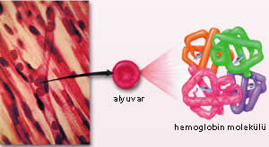 Ad:  hemoglobin-1.jpg
Gsterim: 2236
Boyut:  12.2 KB