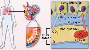 Ad:  hemoglobin.jpg
Gsterim: 2029
Boyut:  12.8 KB
