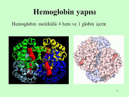 Ad:  Hemoglobin-4.jpg
Gsterim: 1904
Boyut:  13.8 KB