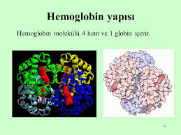 Ad:  Hemoglobin-4.jpg
Gsterim: 1851
Boyut:  13.8 KB