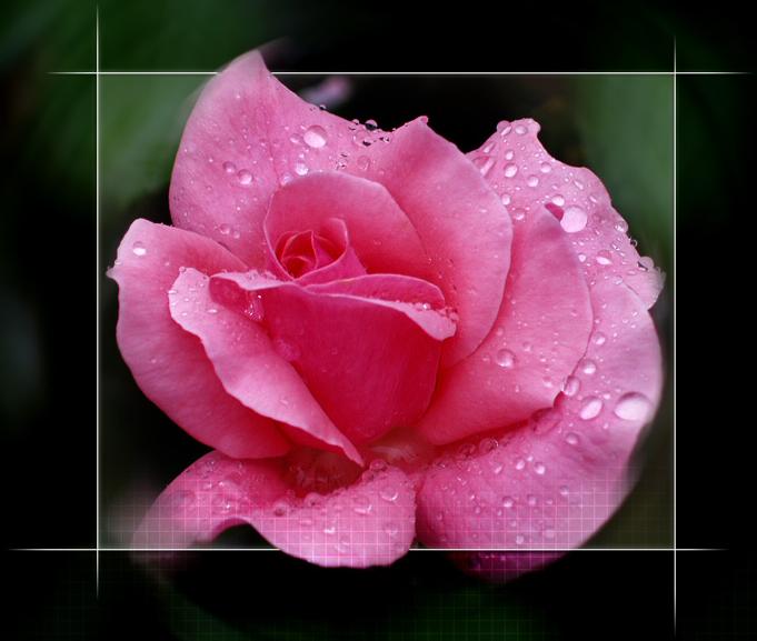 Ad:  rose-flower-updated.jpg
Gsterim: 359
Boyut:  39.8 KB