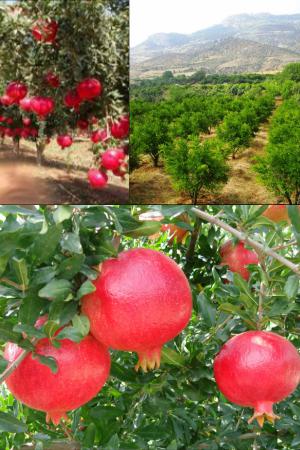 Alıntıdaki Ek 59478