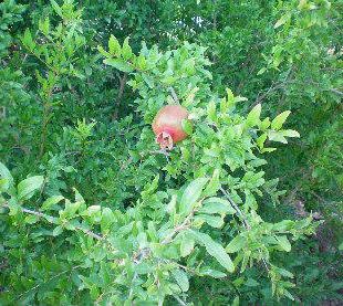 Ad: Nar yetiştiriciliği-5.jpg
Gösterim: 1287
Boyut: 38.6 KB