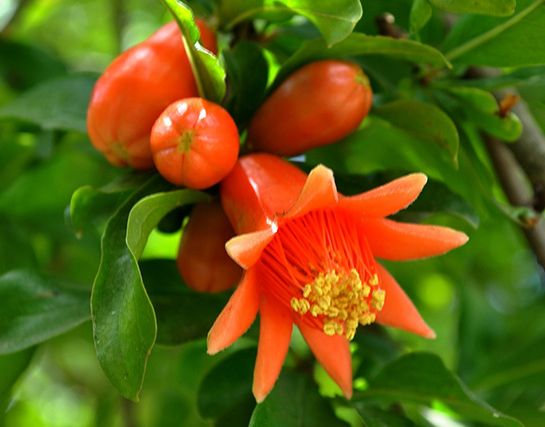 Ad:  nar iei.jpg
Gsterim: 600
Boyut:  33.9 KB