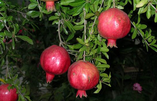 Ad:  nar-4.jpg
Gsterim: 555
Boyut:  43.0 KB