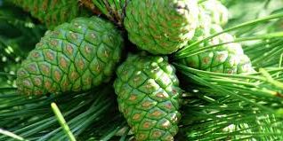 Ad:  ineyaprakllar.jpg
Gsterim: 1331
Boyut:  16.6 KB